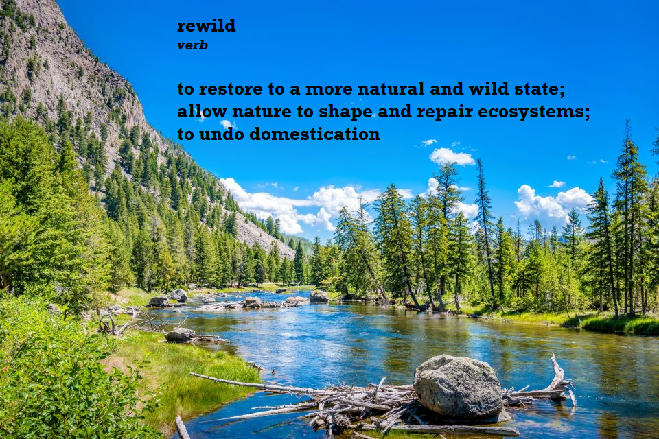 Rewilded Definition